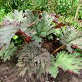 Chinese Rhubarb